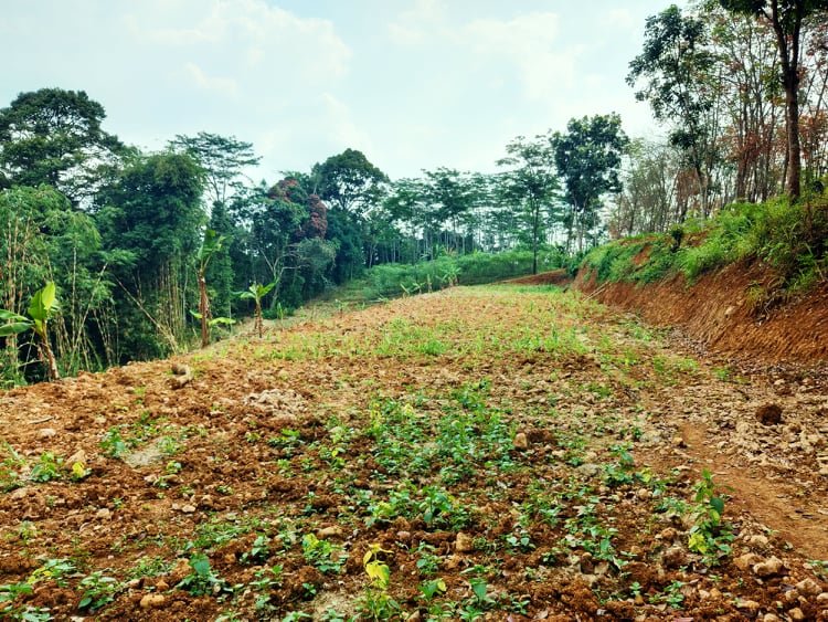 Jual Tanah 3000m² Karangpandan Karanganyar - 4