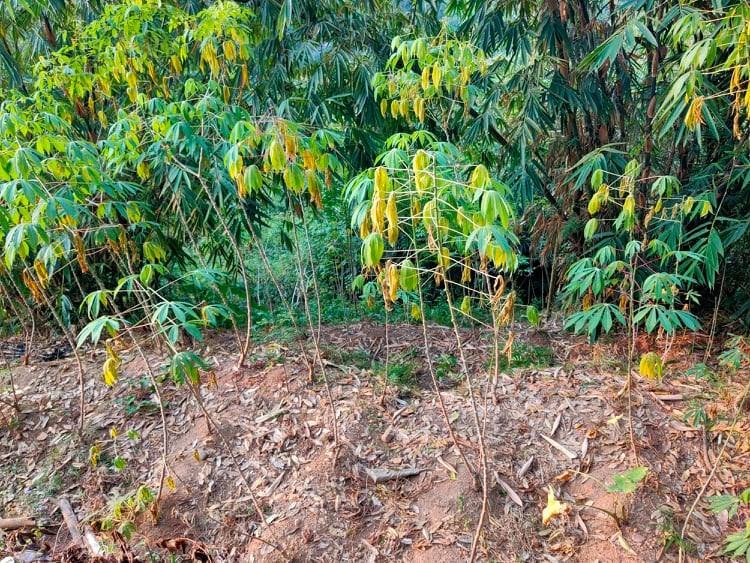Jual Tanah 600m² Karangpandan Karanganyar - 2
