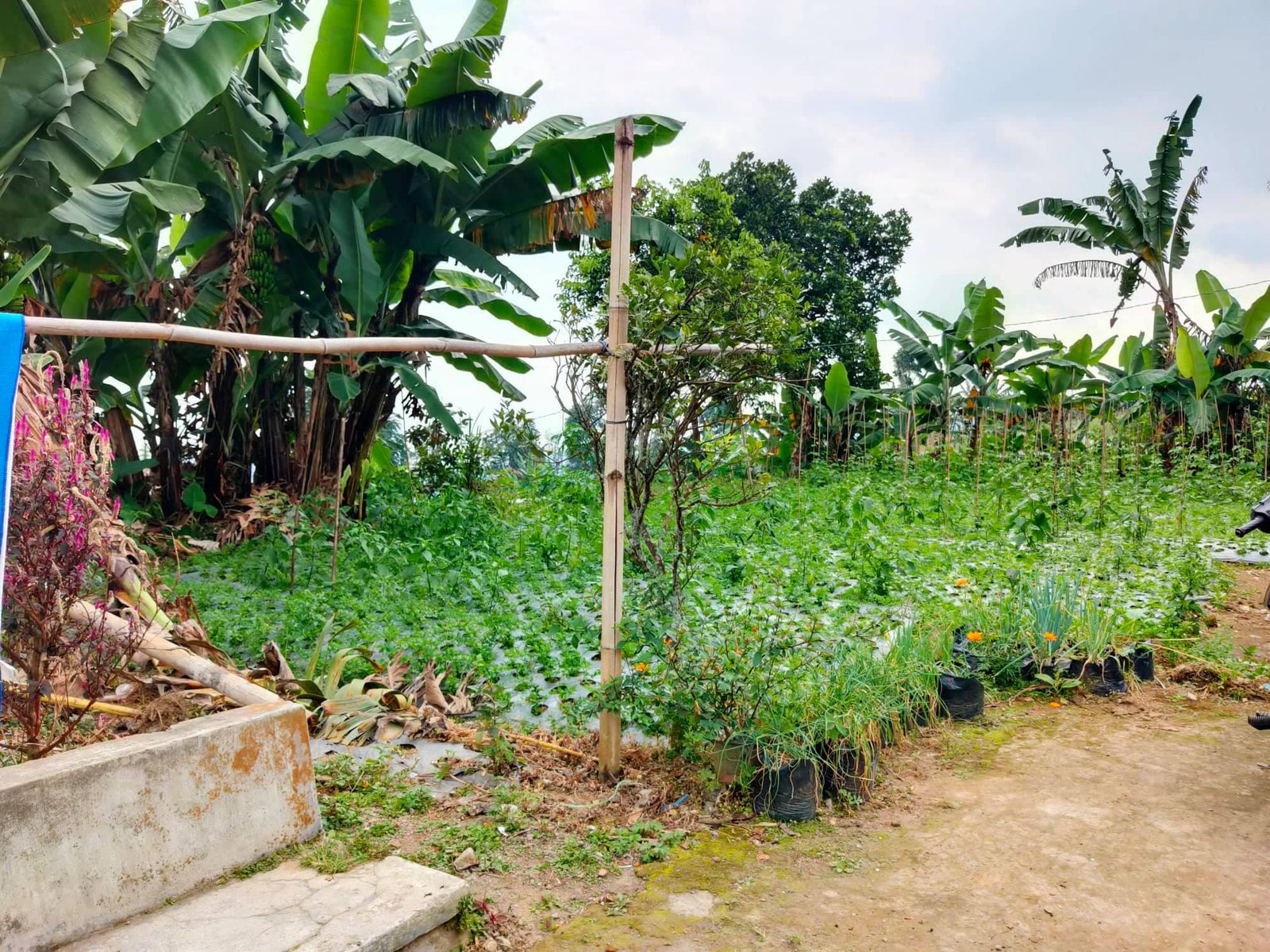 Dijual Tanah Dekat obyek wisata Ngargoyoso Karanganyar - 4
