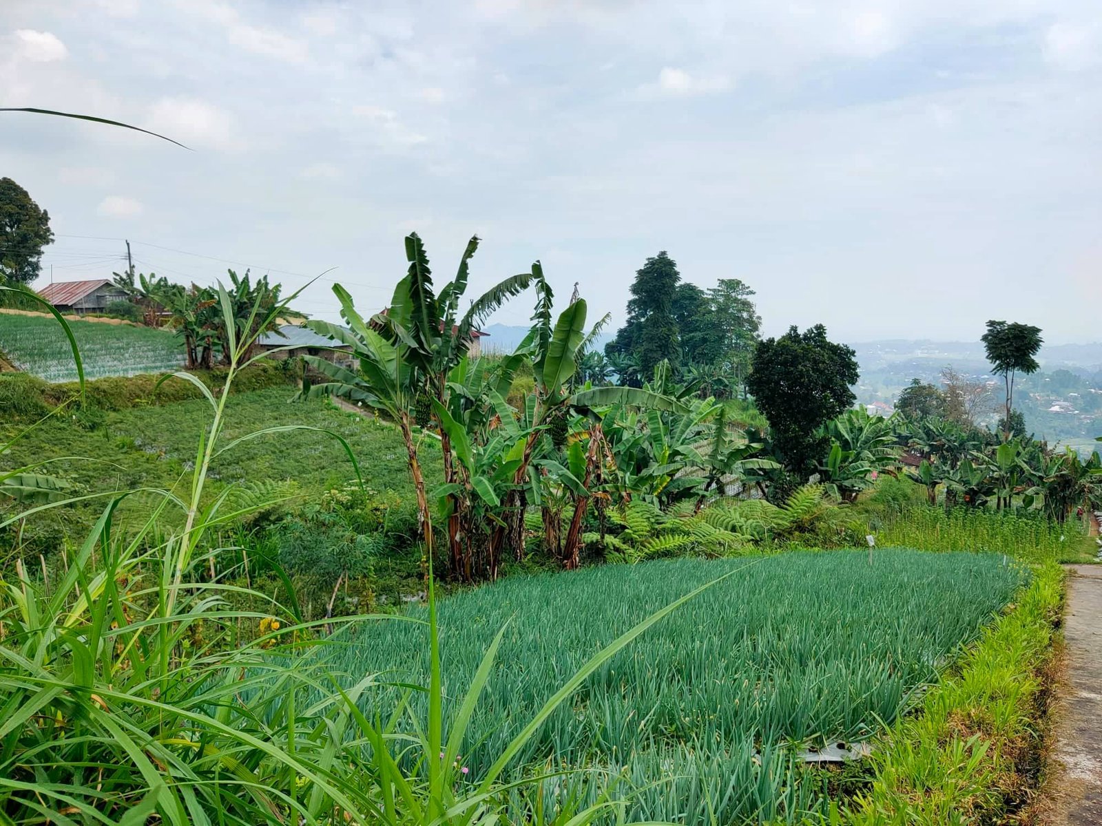 Dijual Tanah Dekat obyek wisata Ngargoyoso Karanganyar - 2
