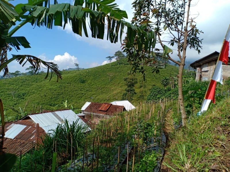 Dijual Tanah View Kebun Teh Kemuning Ngargoyoso Karanganyar - 4