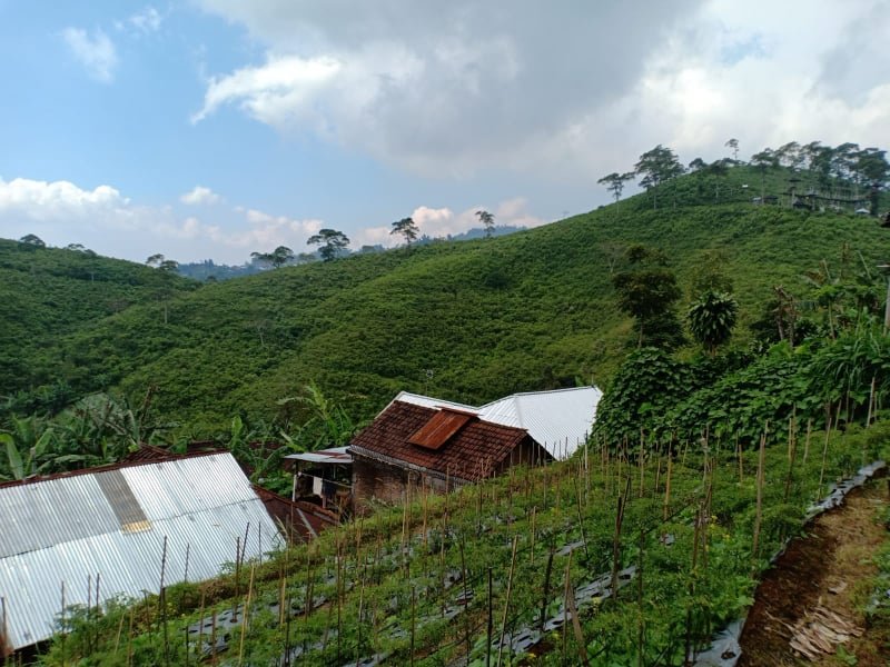 Dijual Tanah View Kebun Teh Kemuning Ngargoyoso Karanganyar - 5