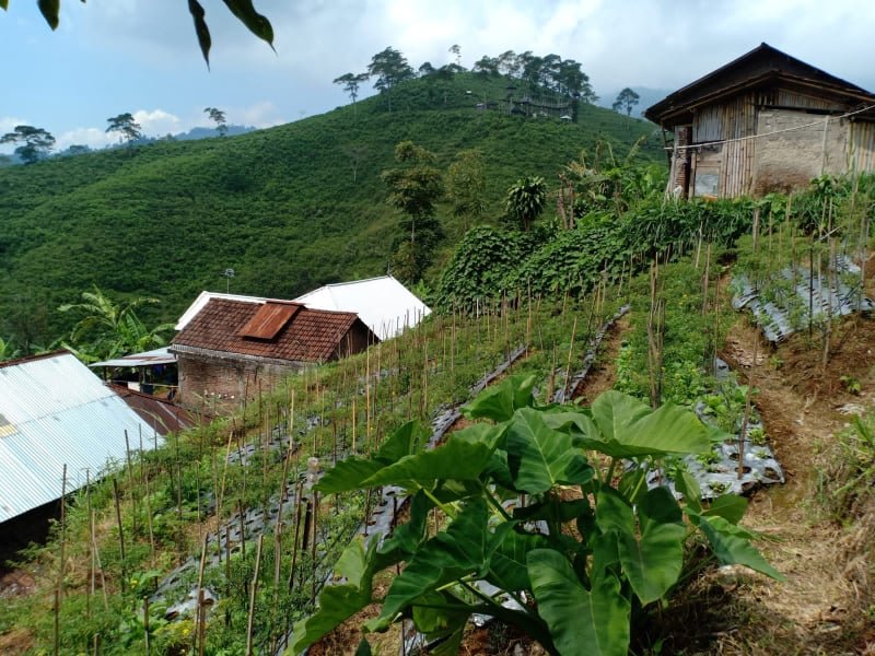 Dijual Tanah View Kebun Teh Kemuning Ngargoyoso Karanganyar - 6