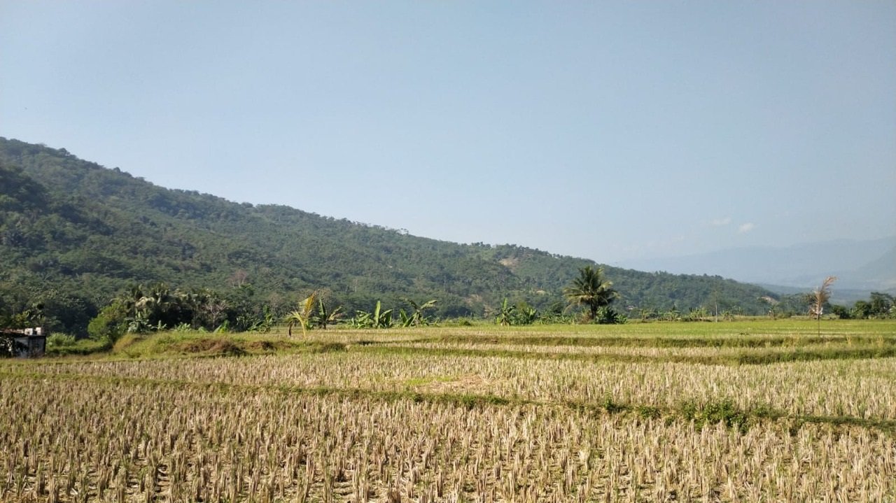 Jual Tanah Kavling Sawah Produktif View Pegunungan 250 m2 Hanya 99jt di Jonggol Bogor - 4