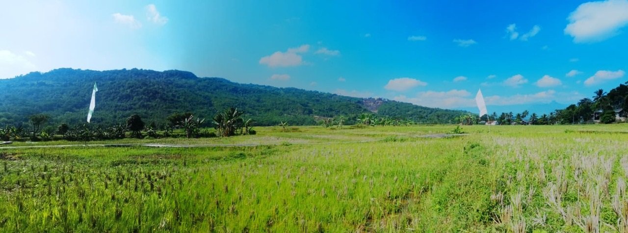 Jual Tanah Kavling Sawah Produktif View Pegunungan 250 m2 Hanya 99jt di Jonggol Bogor - 8