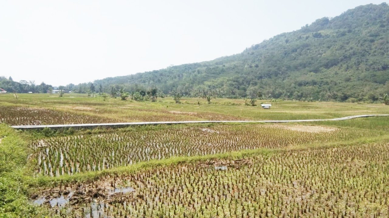 Jual Tanah Kavling Sawah Produktif View Pegunungan 250 m2 Hanya 99jt di Jonggol Bogor - 6