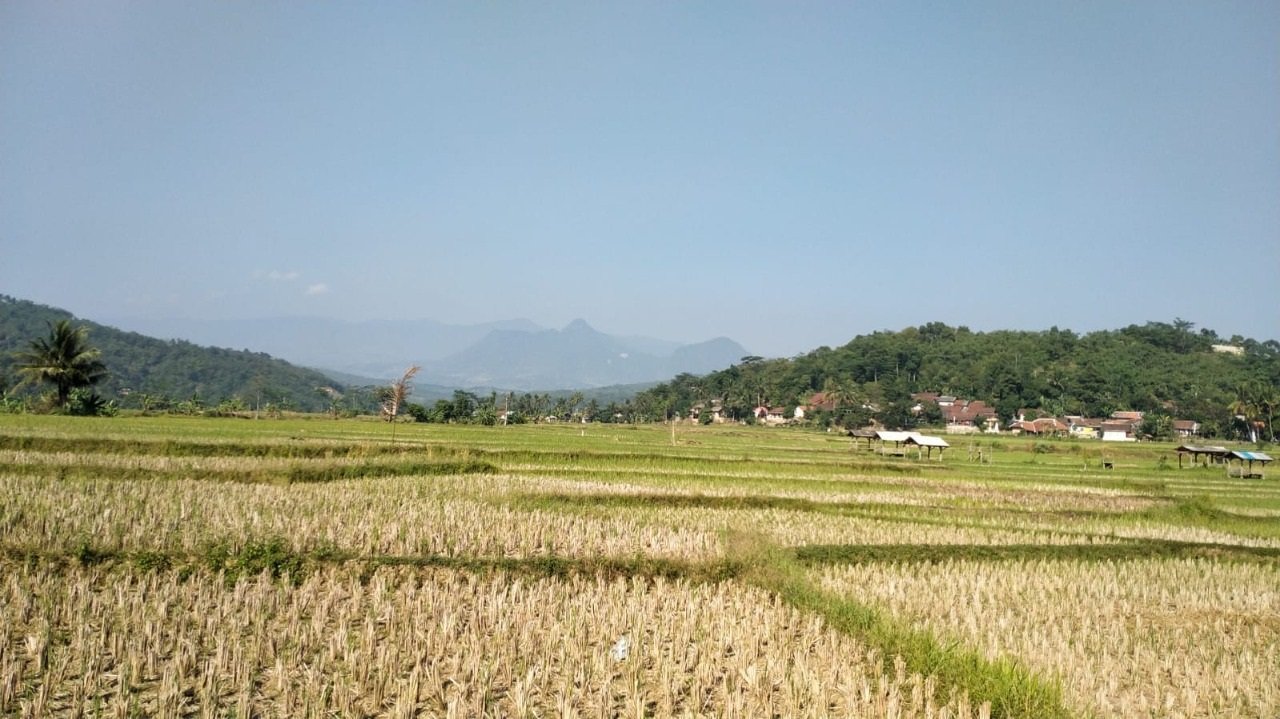 Jual Tanah Kavling Sawah Produktif View Pegunungan 250 m2 Hanya 99jt di Jonggol Bogor - 3