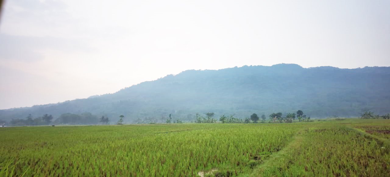 Jual Tanah Kavling Sawah Produktif View Pegunungan 250 m2 Hanya 99jt di Jonggol Bogor - 7