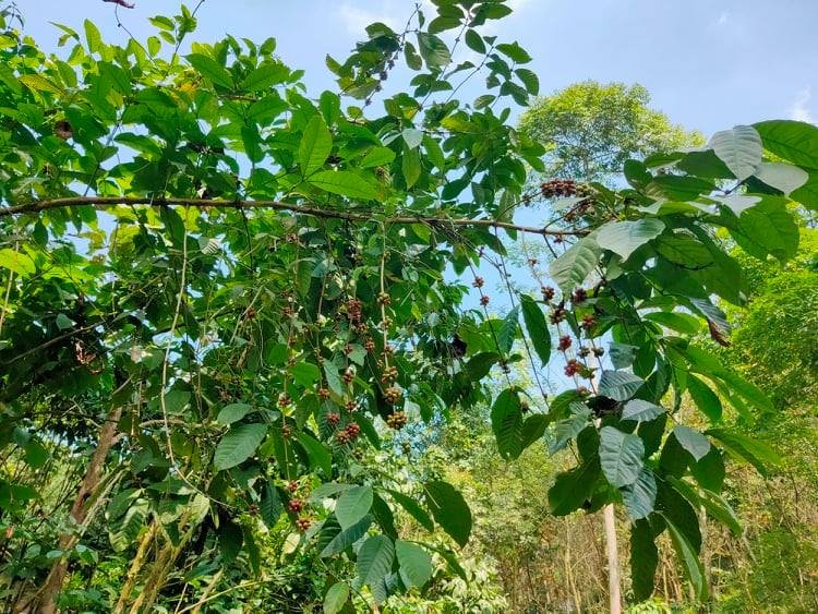 Jual Tanah Kebun Kopi Ngargoyoso Karanganyar - 6