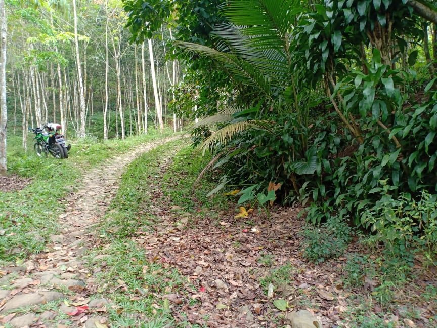 Jual Tanah Kebun Kopi Ngargoyoso Karanganyar - 8