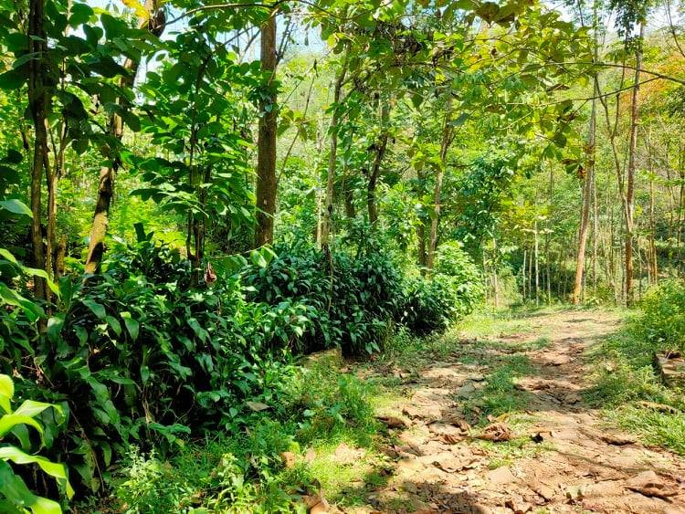 Jual Tanah Kebun Kopi Ngargoyoso Karanganyar - 2
