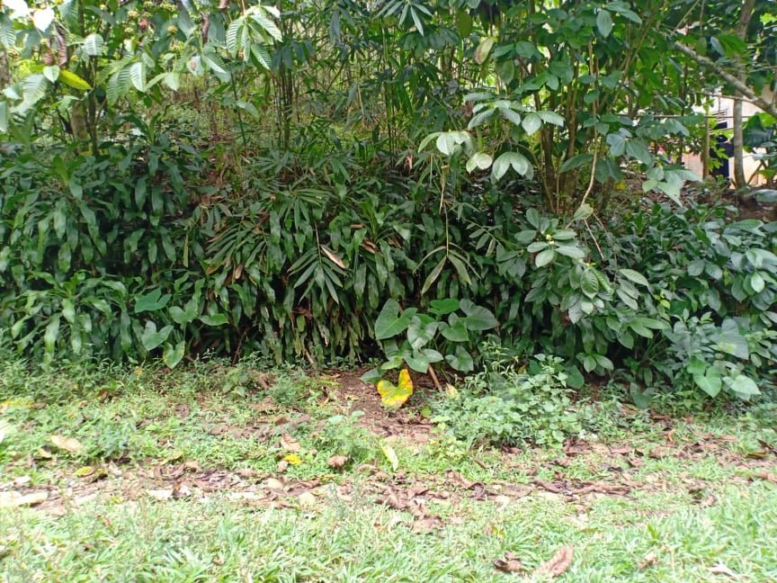 Jual Tanah Kebun Kopi Ngargoyoso Karanganyar - 4