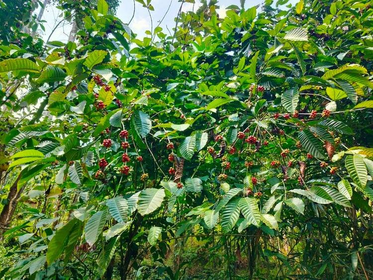 Jual Kebun Kopi Kota Wisata Ngargoyoso Karanganyar - 2