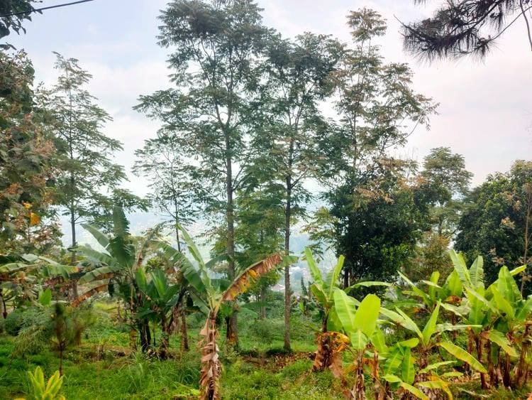 Jual Tanah Strategis Kemuning Ngargoyoso Karanganyar - 5