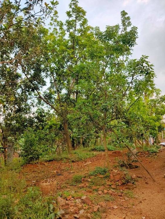 Jual Tanah Kebun Alpukat Jl Raya Mojogedang Karangpandan Karanganyar - 2