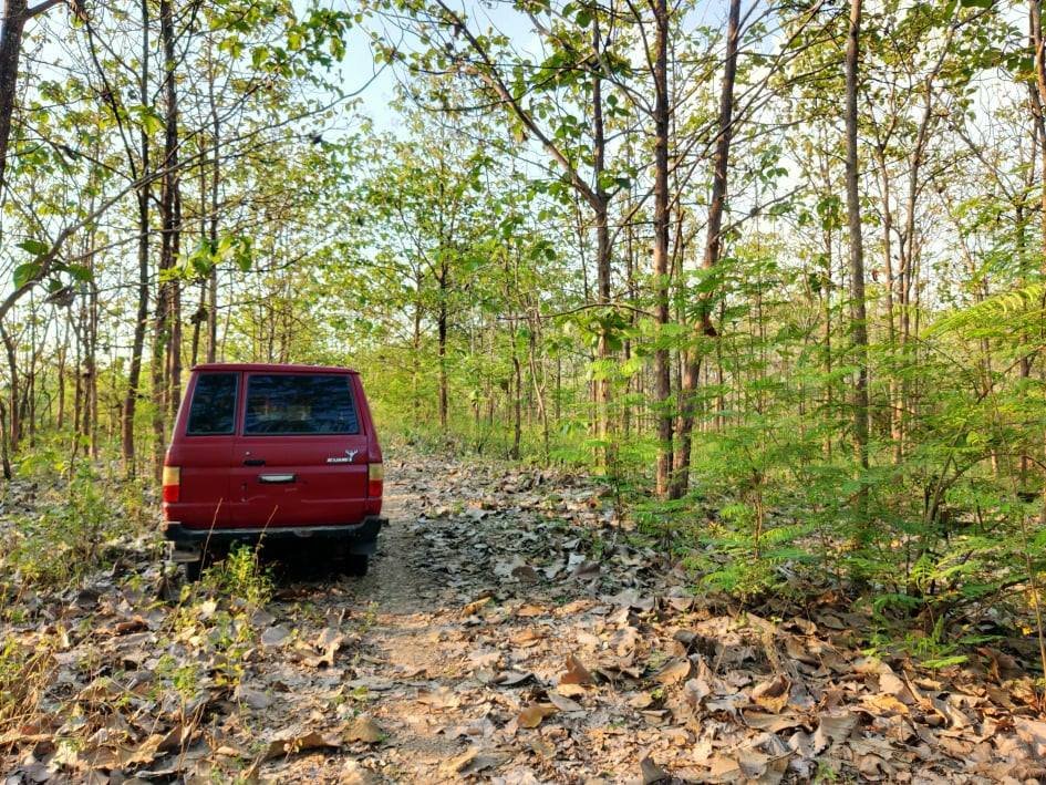 Jual Tanah Kebun Jati Super Murah Sambirejo Sragen - 5
