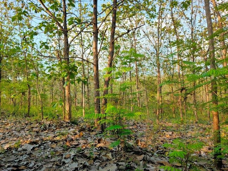 Jual Tanah Kebun Jati Super Murah Sambirejo Sragen - 3