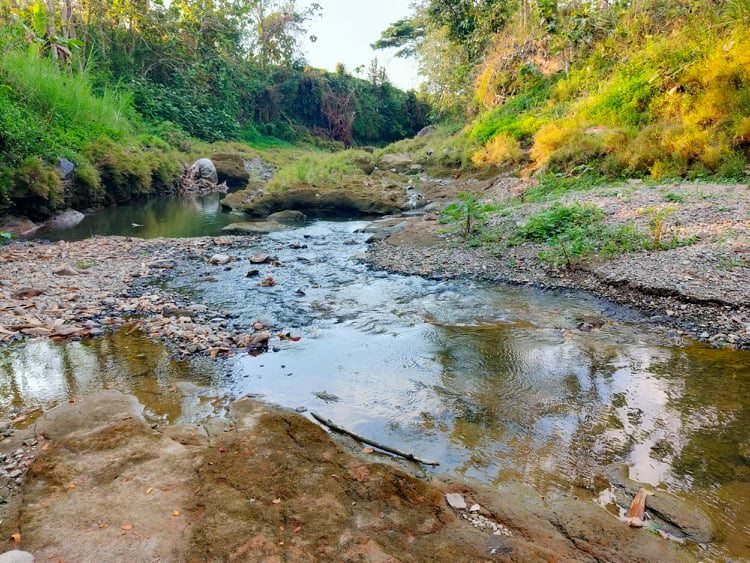 Jual Tanah Kebun Jati Super Murah Sambirejo Sragen - 4