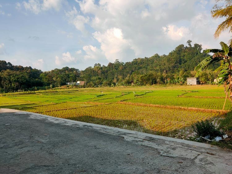 Jual Tanah View Sawah Karangpandan Karanganyar - 3