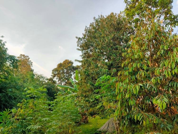 Jual Kebun Durian Mojogedang Karanganyar - 3