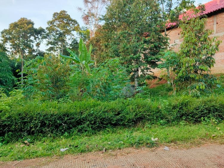Jual Kebun Durian Mojogedang Karanganyar - 4