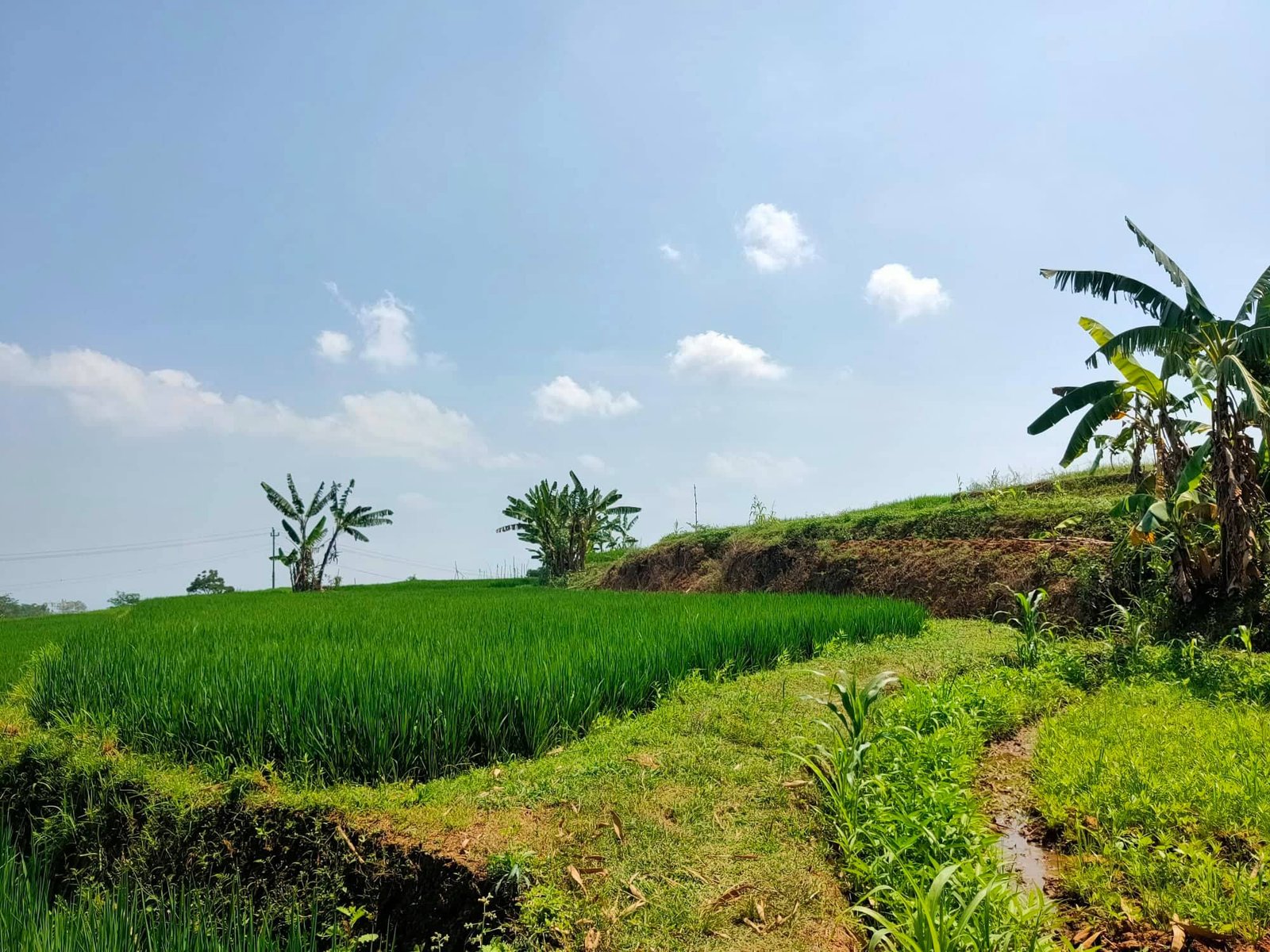 Jual Tanah View Sawah Kerjo Karanganyar - 5