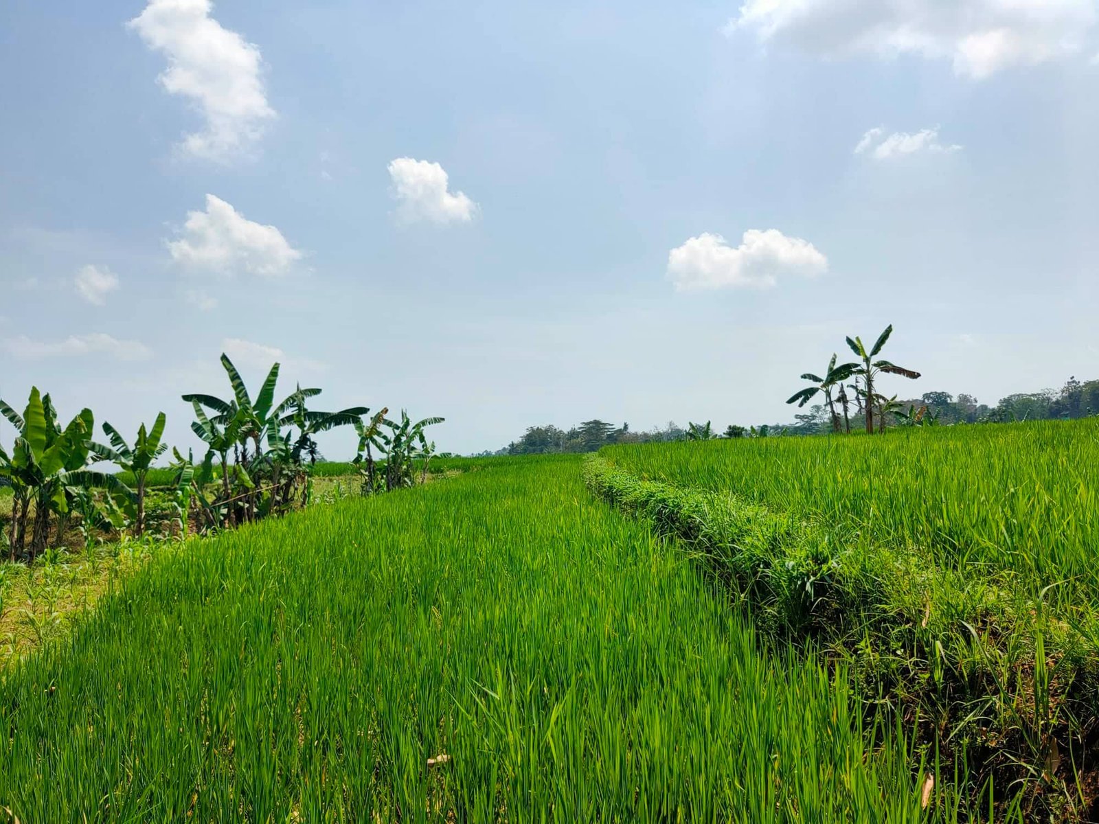 Jual Tanah View Sawah Kerjo Karanganyar - 4
