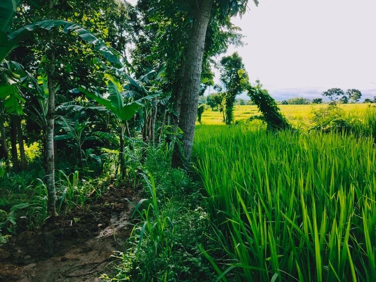 Jual Tanah Sawah Desa Munggur Mojogedang Karanganyar - 3