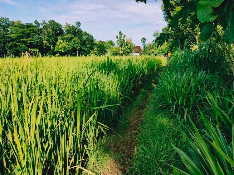 Jual Tanah Sawah Desa Munggur Mojogedang Karanganyar - 5