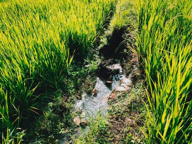 Jual Tanah Sawah Desa Munggur Mojogedang Karanganyar - 6