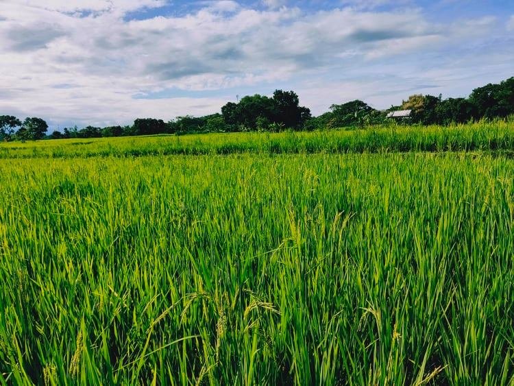 Jual Tanah Sawah Desa Munggur Mojogedang Karanganyar - 2