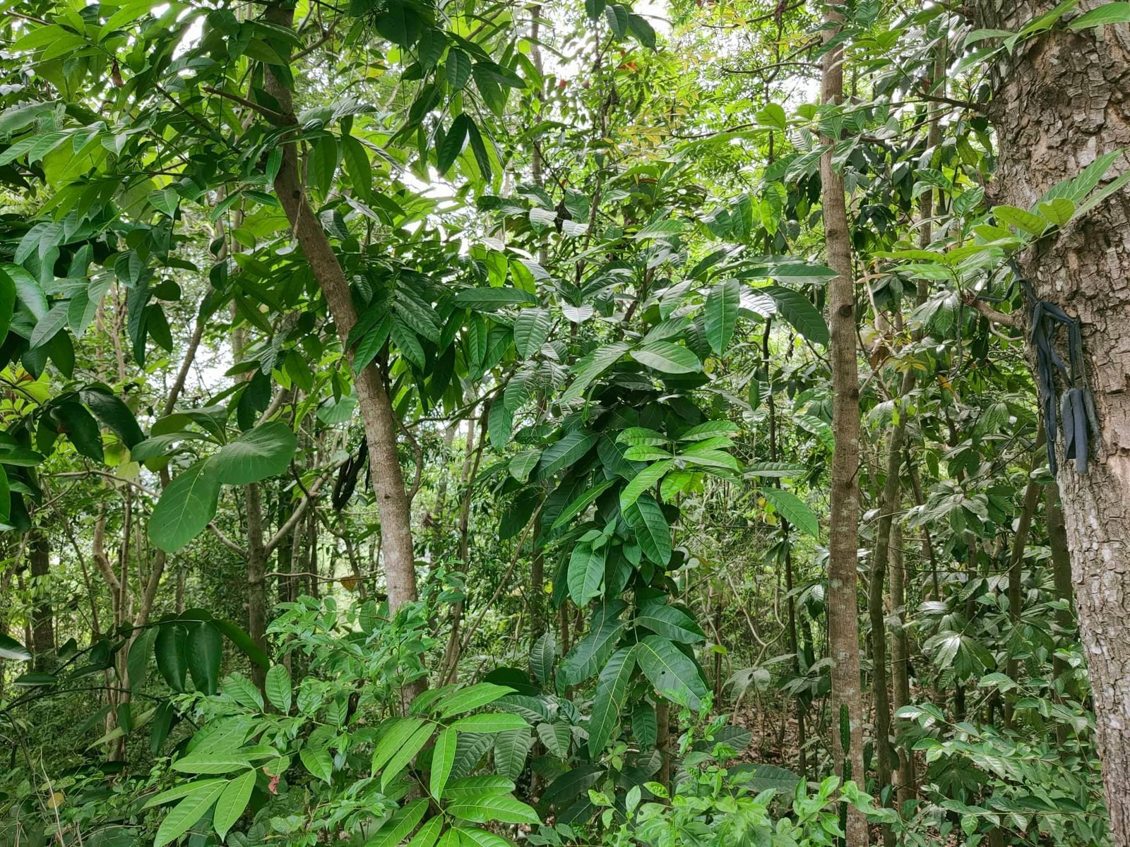 Jual Tanah Siap dibangun Timur pasar jambangan - 6