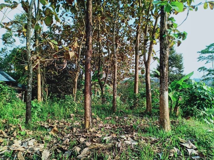 Jual Tanah Cocok Untuk Villa Ngargoyoso Karanganyar - 6