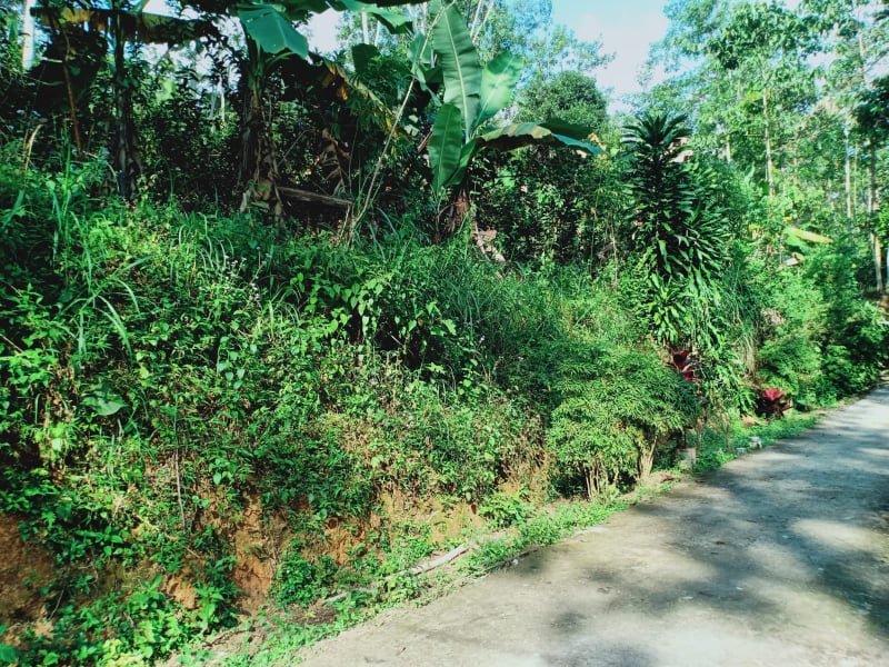 Jual Tanah Kebun Jambu Kota Wisata Ngargoyoso Karanganyar - 2