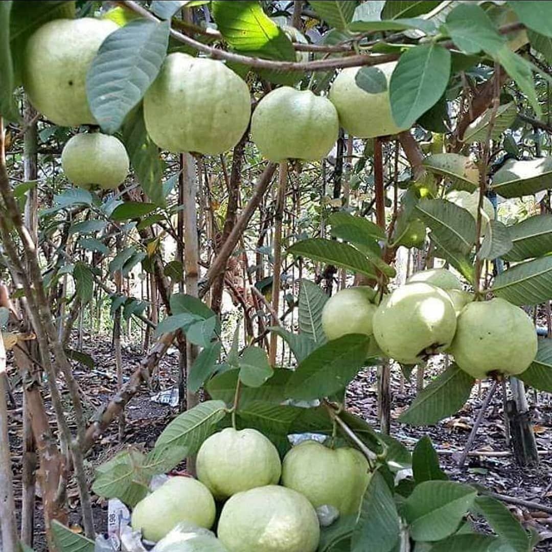 Jual Tanah Kebun Jambu Kota Wisata Ngargoyoso Karanganyar - 3