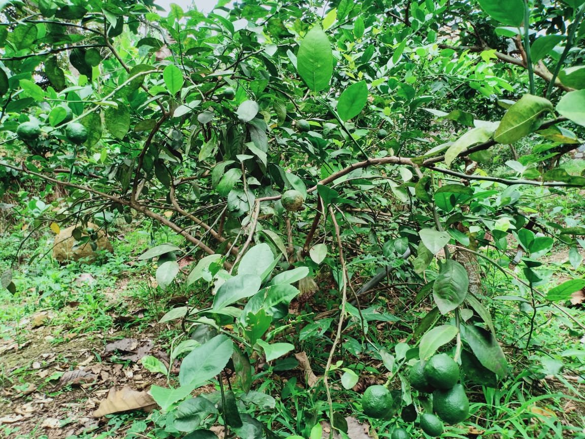 Jual Kebun Durian Ngargoyoso Karanganyar - 5