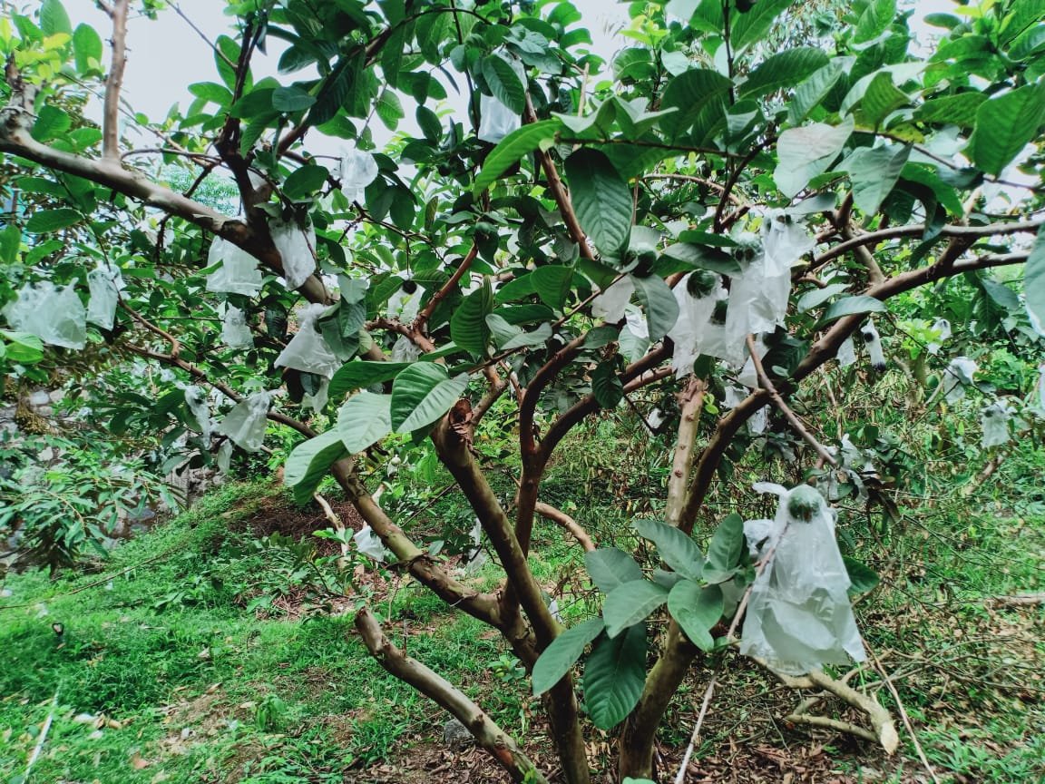 Jual Kebun Durian Ngargoyoso Karanganyar - 4