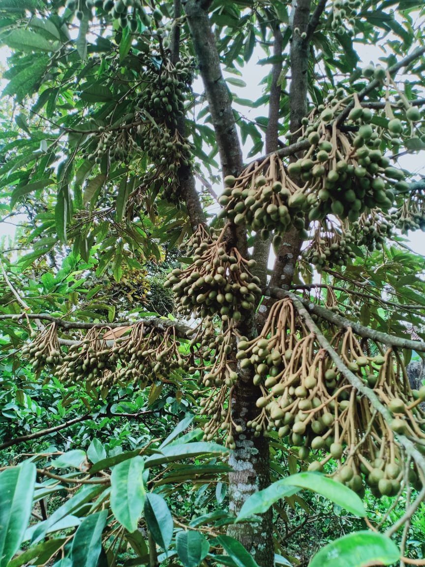 Jual Kebun Durian Ngargoyoso Karanganyar - 3