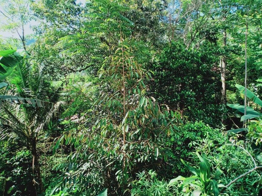 Jual Rumah di Kota Wisata Kemuning Ngargoyoso Karanganyar - 7