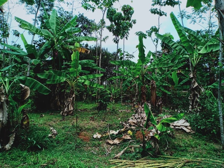 Jual Tanah Dekat Wisata Kebun Durian Mojogedang Karanganyar - 5