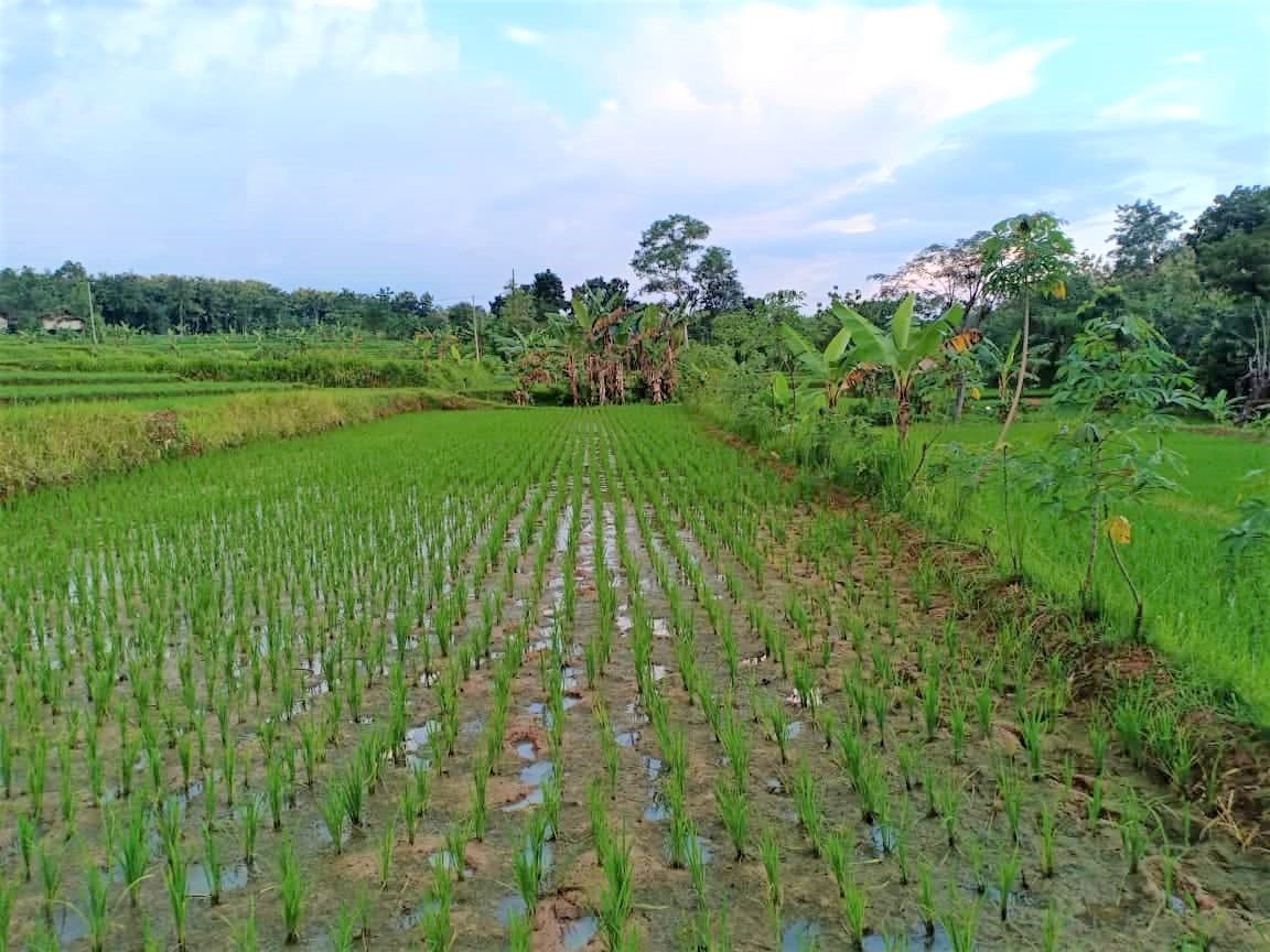 Jual Tanah Sawah 1500m² Kedawung Sragen - 4