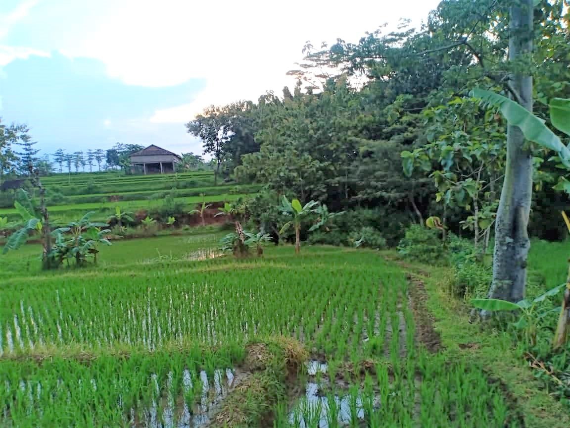 Jual Tanah Sawah 1500m² Kedawung Sragen - 3
