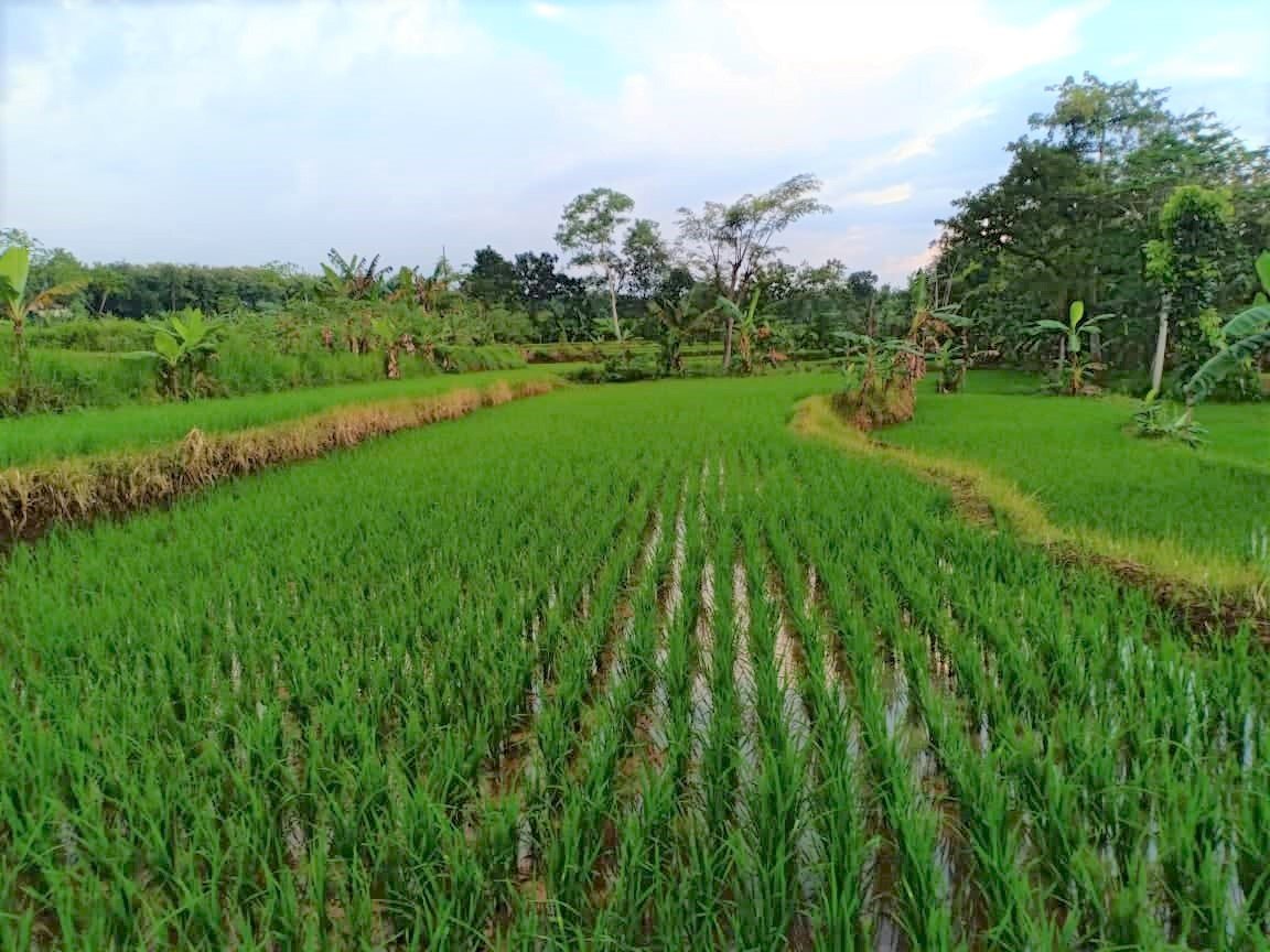 Jual Tanah Sawah 1500m² Kedawung Sragen - 2