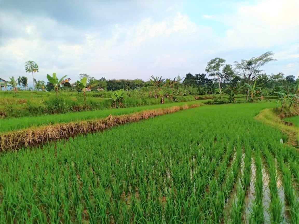 Jual Tanah Sawah 1500m² Kedawung Sragen - 5