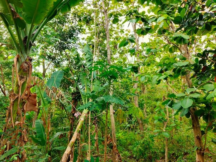 Dijual Tanah Subur Timur Pasar Jambangan Sragen - 2