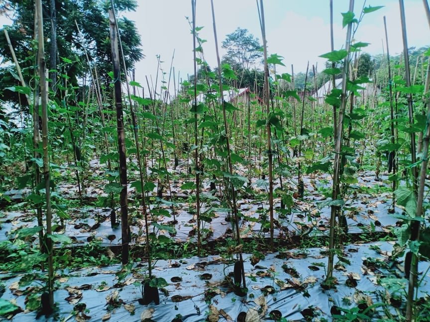 Dijual Tanah 100m² Cocok di Kavling Kemuning Ngargoyoso Karanganyar - 3