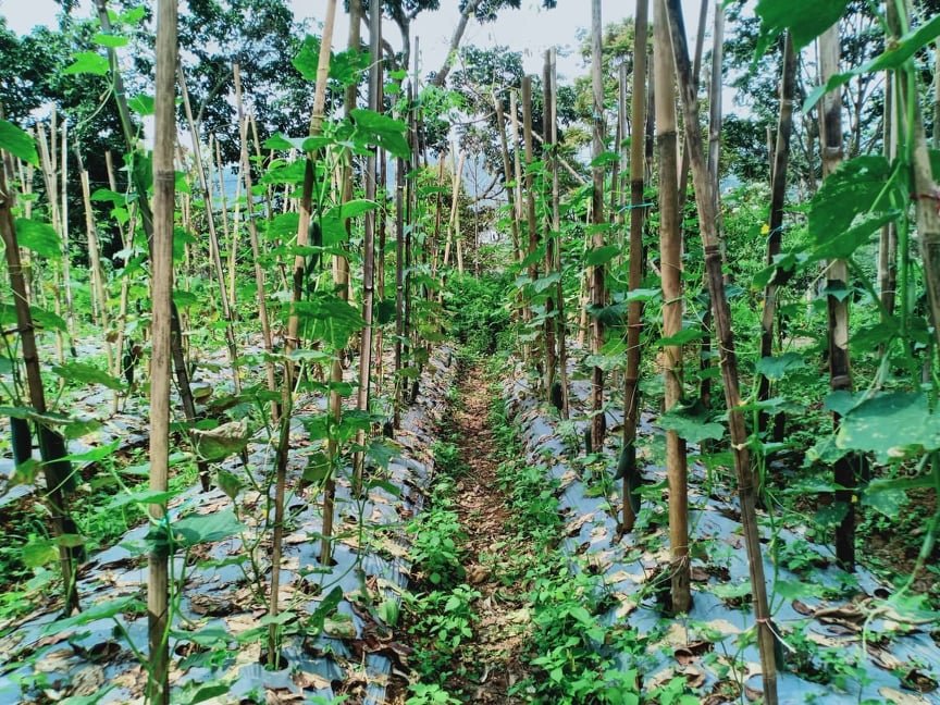 Dijual Tanah 100m² Cocok di Kavling Kemuning Ngargoyoso Karanganyar - 2