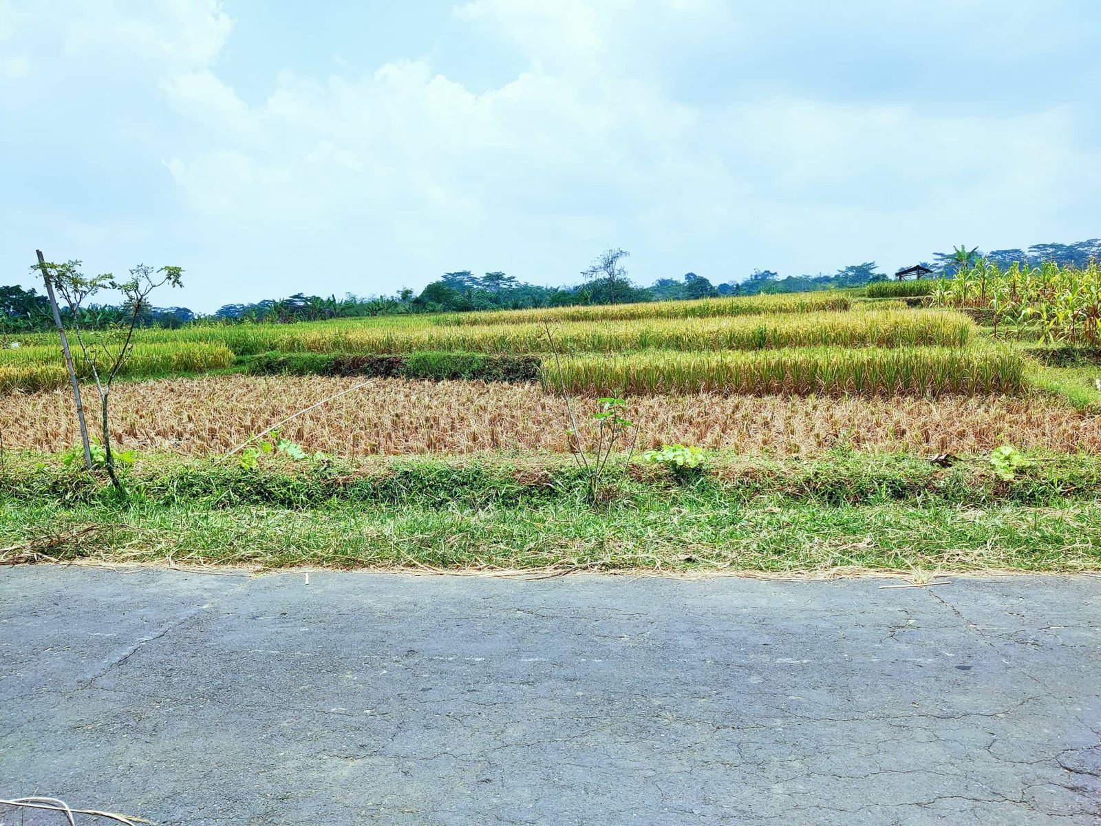 Jual Tanah Cocok untuk Villa Mojogedang Karangpandan Karanganyar - 4