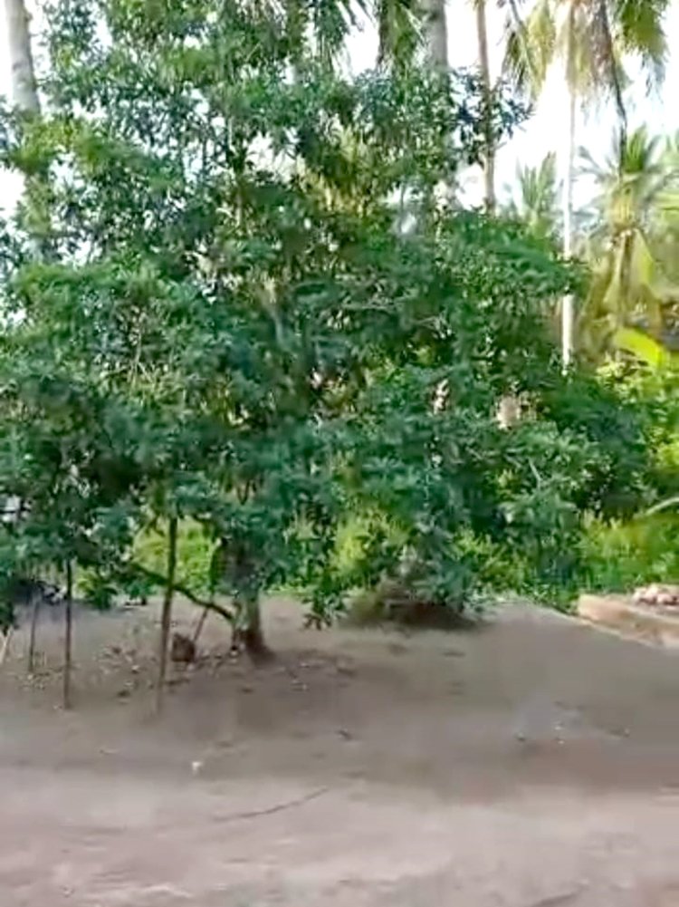Tanah Tepi Jalan Mempawah, Pontianak, Kalimantan Barat - 5