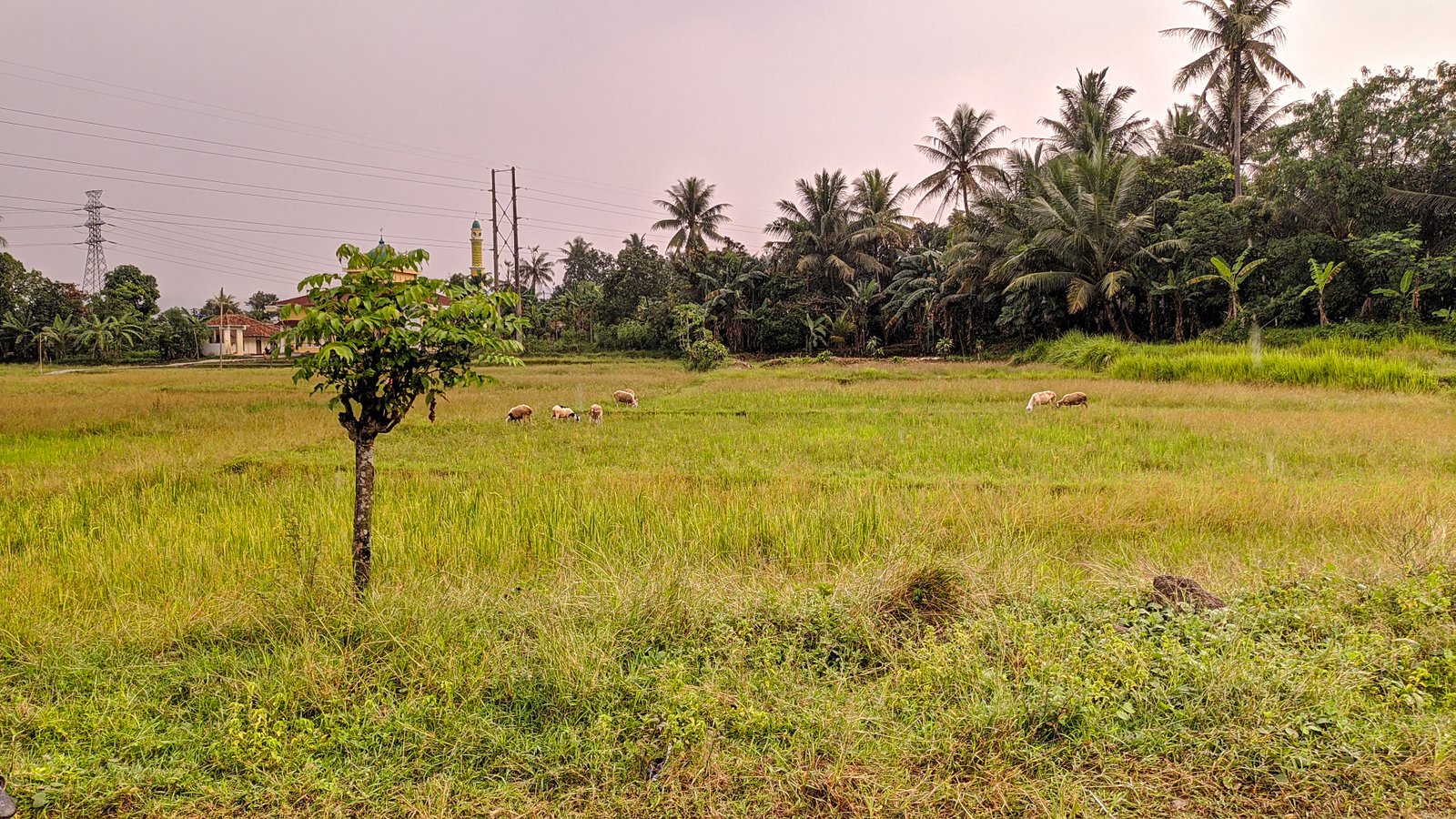 Tanah Dan Sawah Purwakarta - 2